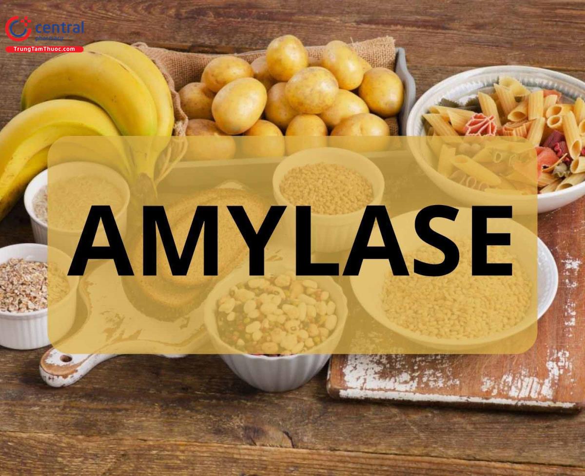 Amylase (α-Amylase/ Fungal Diastase) 