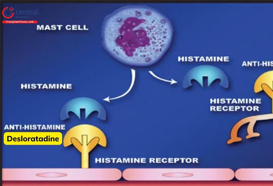 Desloratadine có tác dụng đối kháng chọn lọc trên thụ thể histamin H1