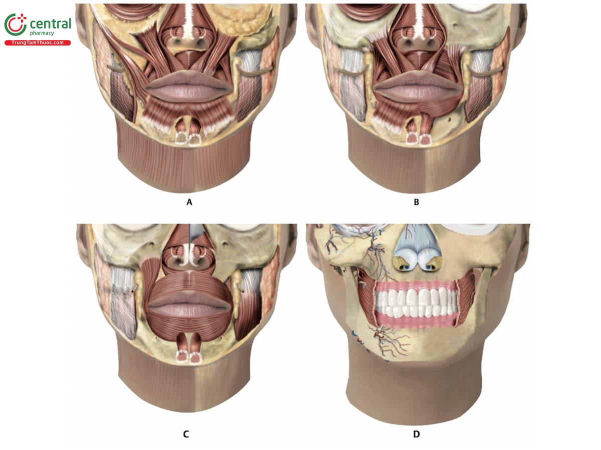 Hình 17.2 A. Một phần ba dưới của khuôn mặt cho thấy các cơ sau: cơ nâng môi, cơ gò má lớn và bé (ở phía bên phải của khuôn mặt), cơ vòng miệng, cơ hạ môi, cơ cằm và cơ cắn. B. Hình ảnh tương tự A, với loại bỏ cơ hạ môi ở bên trái khuôn mặt. C. Hình ảnh tương tự, ở phía bên trái của khuôn mặt, chỉ có các cơ sau: cơ vòng miệng, cơ hạ môi, cơ cằm và cơ cắn. D. Cấu trúc xương hàm trên, hàm dưới và một phần cơ mút  (buccinator).