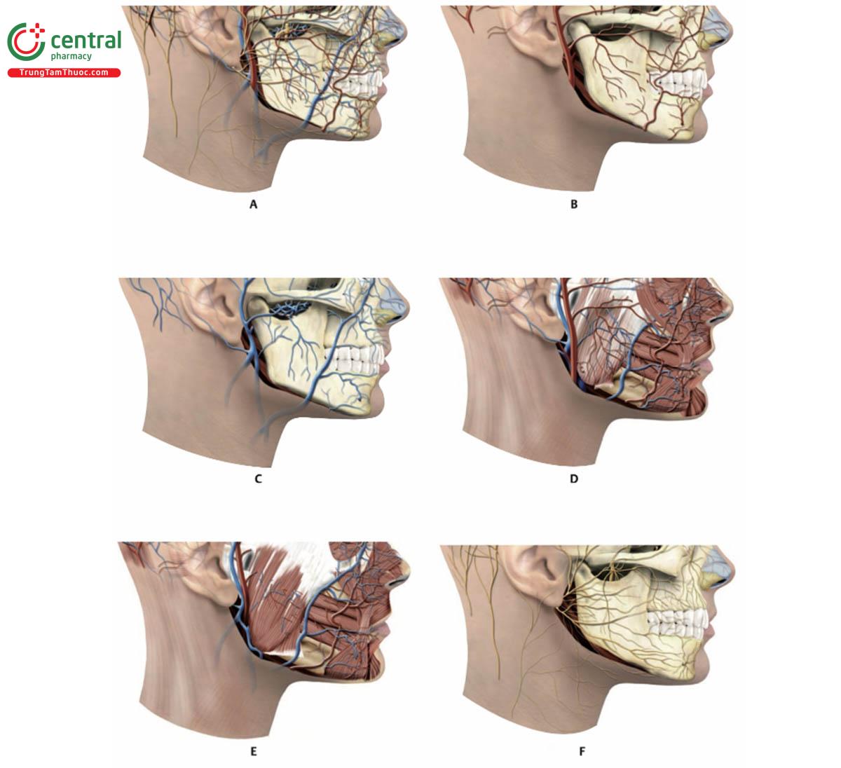 Hình 17.6 Hình nghiêng bên phải của 1/3 dưới khuôn mặt. A. Sự phân bố mạch máu và thần kinh. B. Động mạch. C. Tĩnh mạch. D. Động mạch và tĩnh mạch được tích hợp với các cơ: cơ nâng môi, cơ hạ góc miệng,  cơ hạ môi, cơ cằm, cơ mút và cơ cắn. E. Sau khi bỏ cơ gò má lớn. F. Thần kinh.
