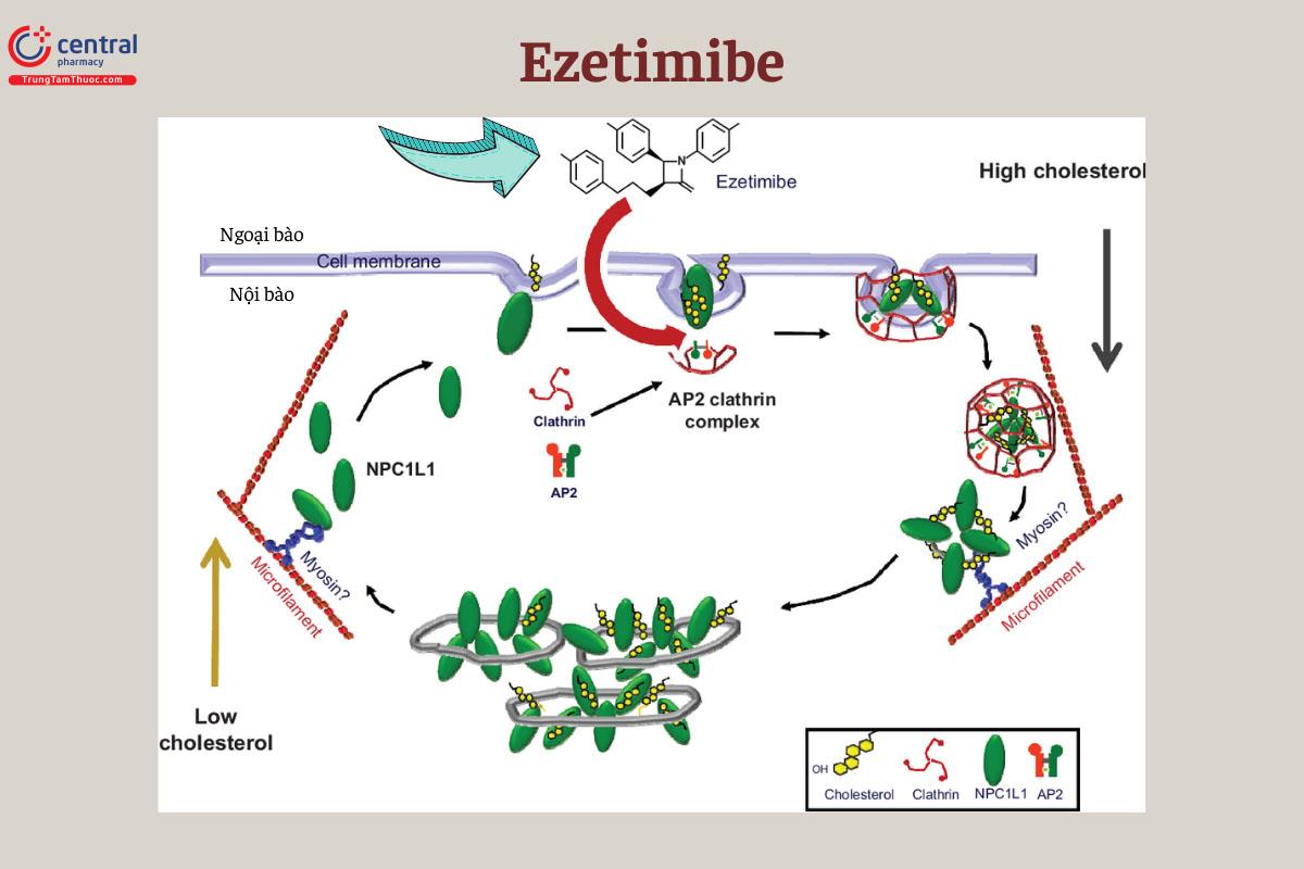 Cơ chế tác dụng của Ezetimibe