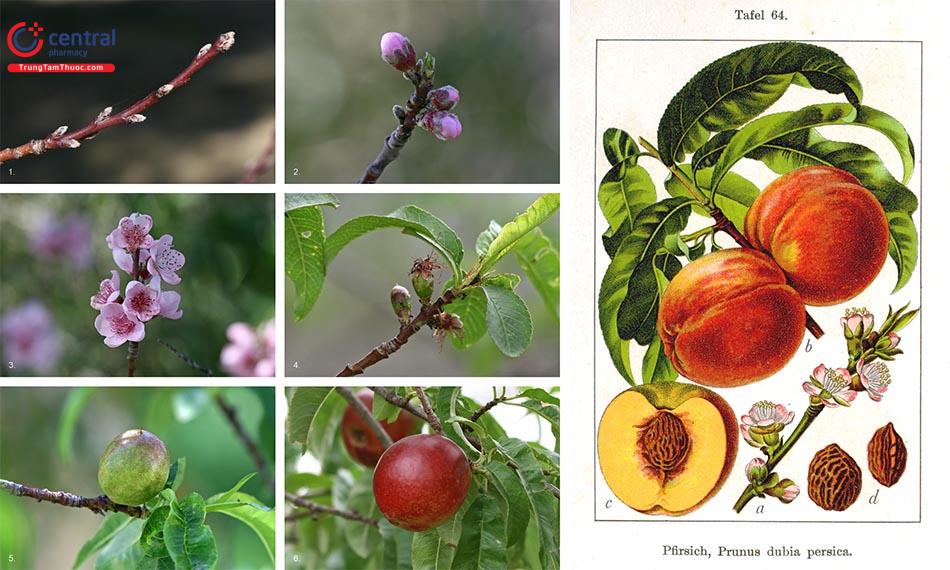 Quả Đào - Loại trái cây thơm ngon, bổ dưỡng, tốt cho sức khoẻ