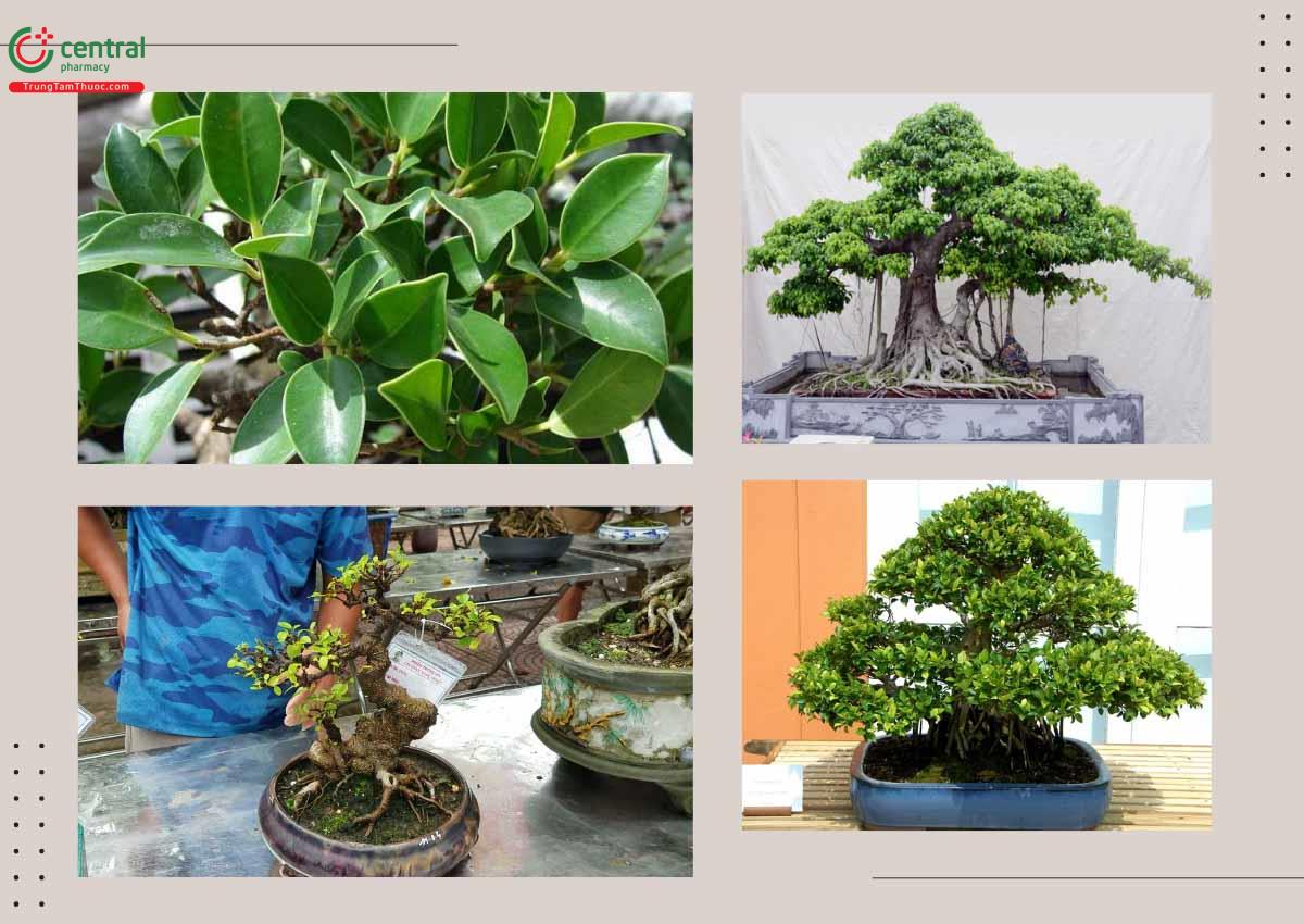 Cây Gừa (cây Si) được trồng làm cảnh hoặc lấy bóng mát