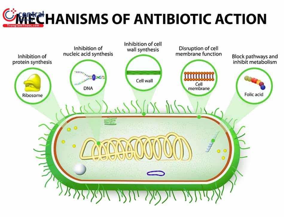 Cơ chế tác dụng của các nhóm kháng sinh