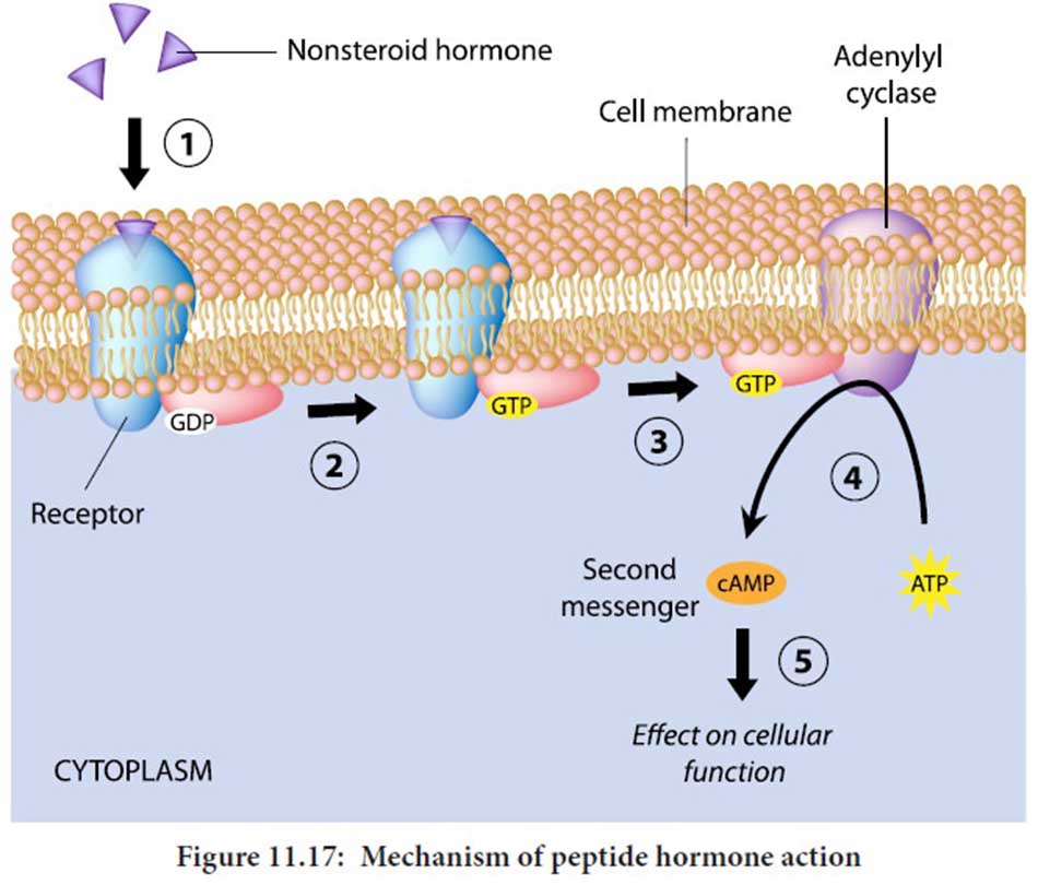 Cơ chế tác dụng của hormon cấu trúc Protein hay Acid Amin