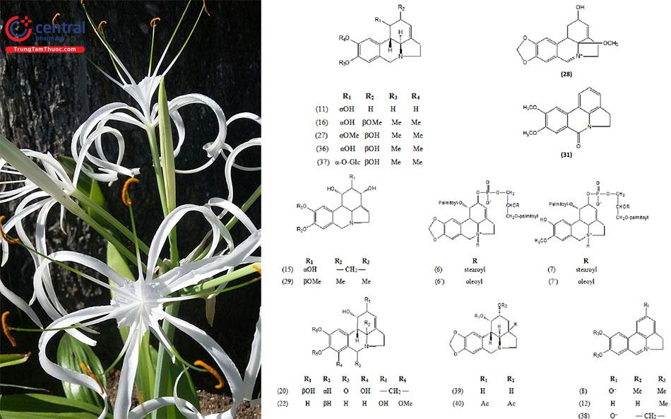 Cấu trúc một số hợp chất chính trong Náng hoa trắng