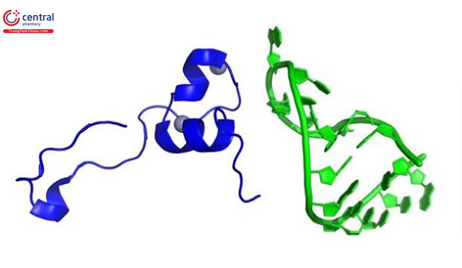 Cấu trúc hóa học của protein Tat