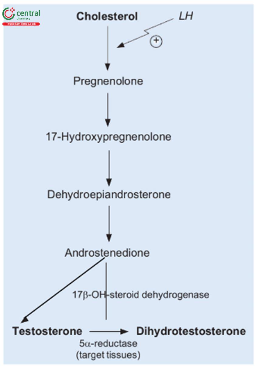 HÌNH 7.16 Tổng hợp testosterone. LH hormone tạo hoàng thể.