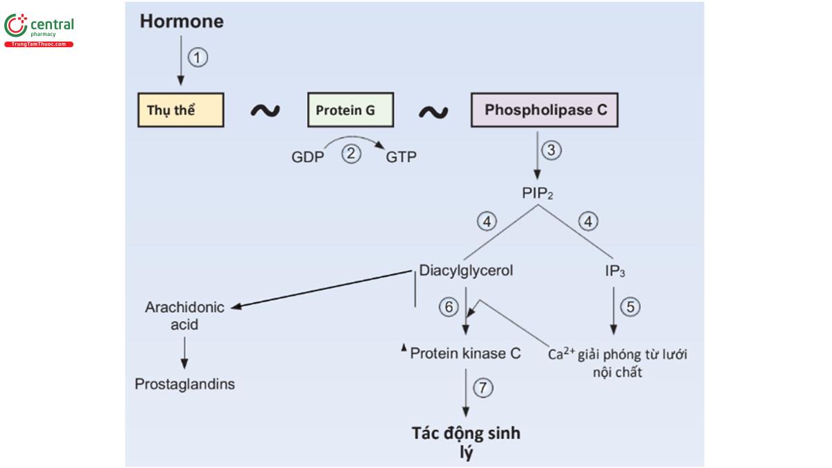 HÌNH 7.2 Cơ chế hoạt động của hormone-inositol 1,4,5-triphosphate (IP3)-Ca2+. GDP guanosin diphosphate; GTP guanosin triphosphate; PIP2 phosphatidylinositol 4,5- diphosphate.