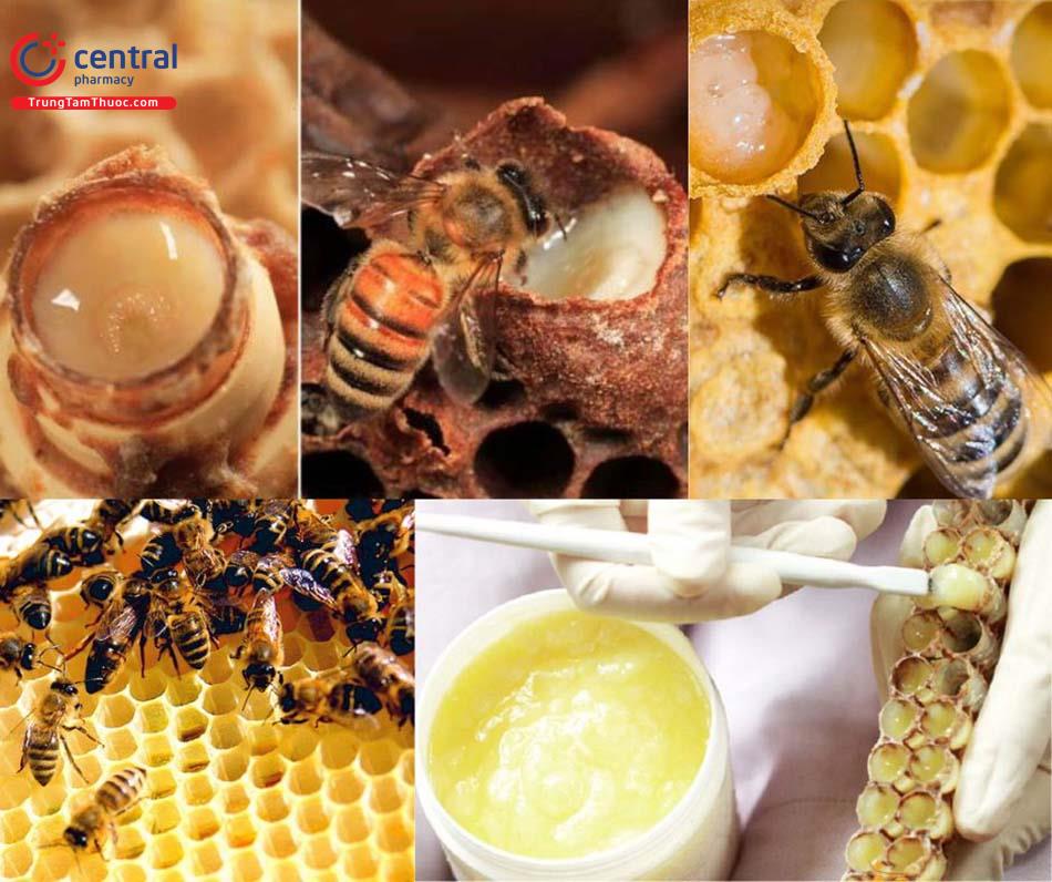 Sữa ong Chúa là phấn hoa trộn với thành phần đặc biệt trong cơ thể ong
