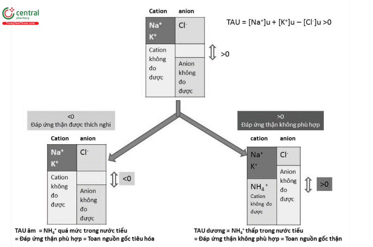 Hình 3. 3. Khoảng trống anion niệu