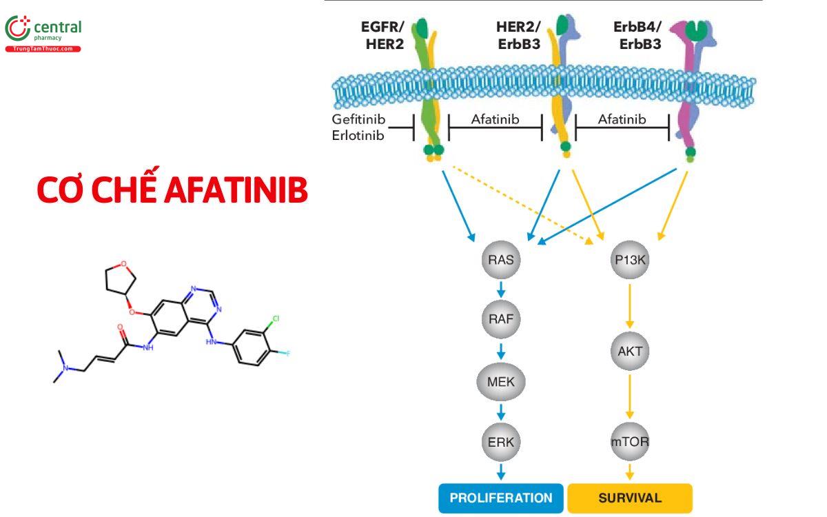 Cơ chế Afatinib