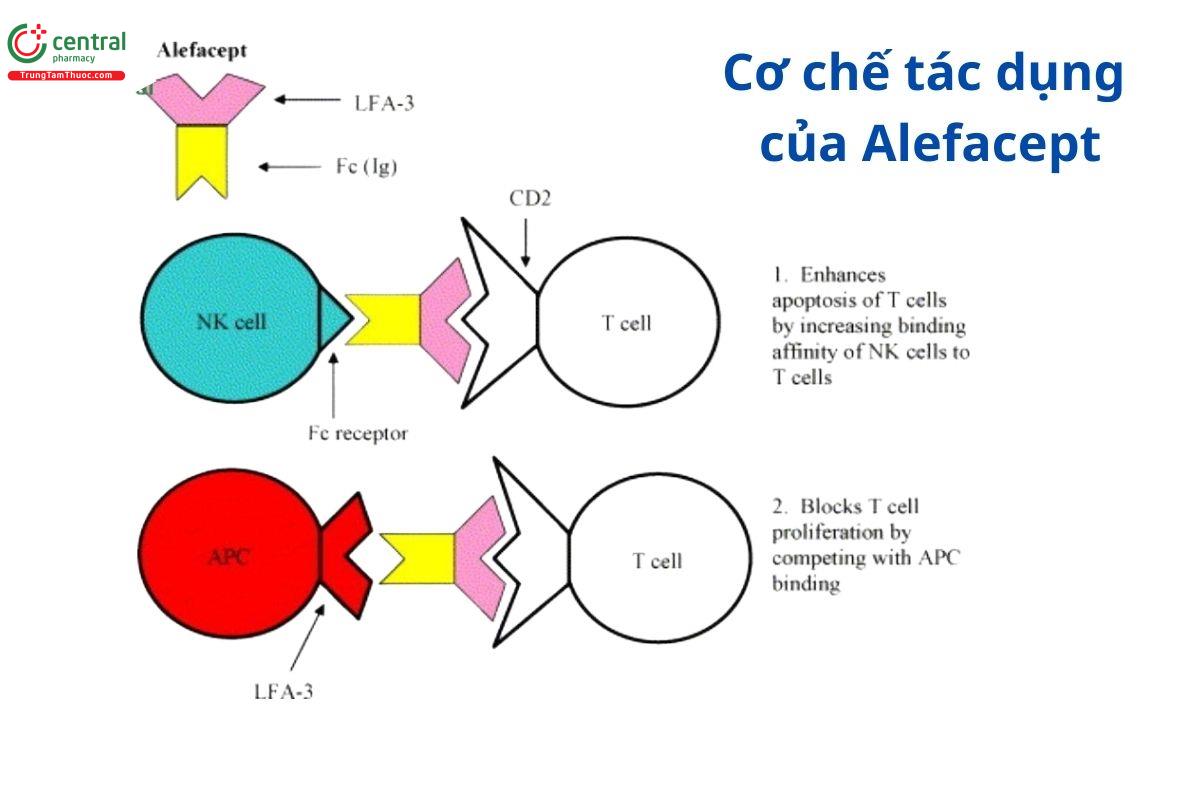 Cơ chế tác dụng của Alefacept