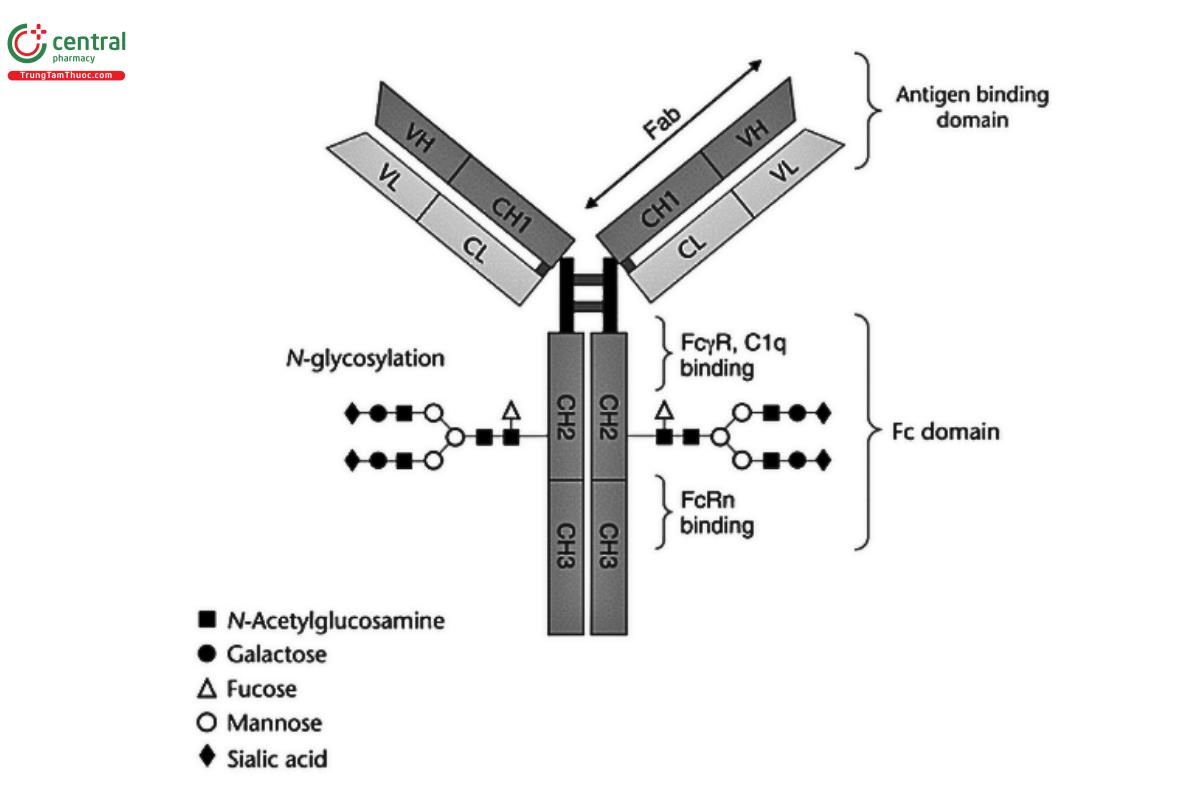 Figure 1. Basic structure of an IgG1 mAb.
