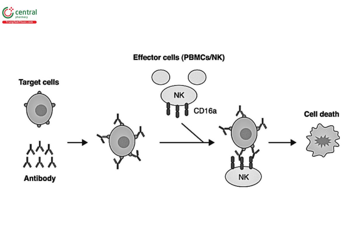 Figure 2. ADCC assay.