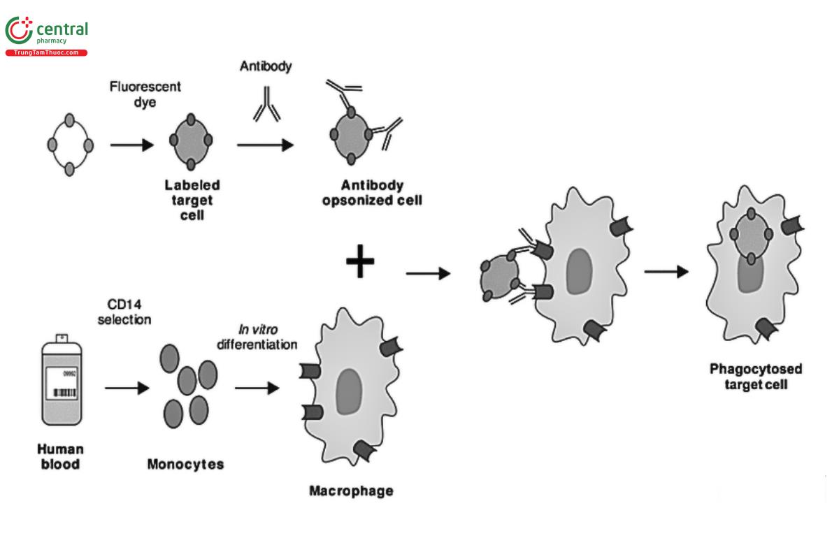 Figure 4. ADCP assay.
