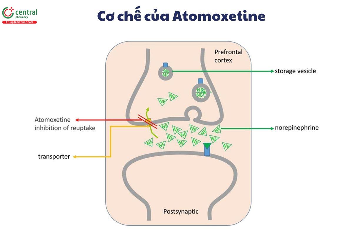 Cơ chế tác động của Atomoxetine