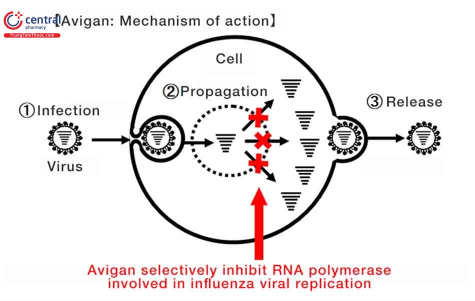 Cơ chế tác dụng của Avigan với virus Cúm