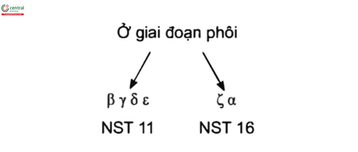Hình 6.1. Minh họa việc mã hóa sản xuất các chuỗi globin