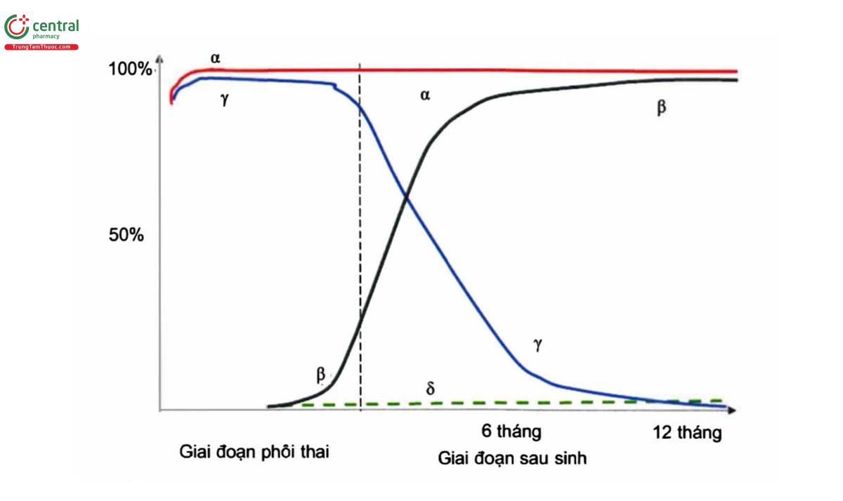 Hình 6.2. Sơ đồ sản xuất các chuỗi globin theo từng thời kì trước và sau sinh