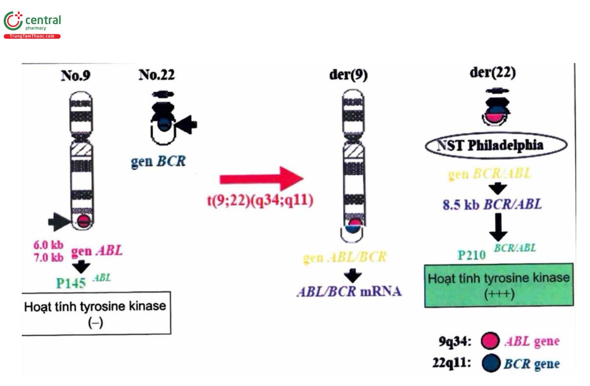 Hình 9.1. Chuyển vị nhiễm sắc thể t(9;22)(q34;q11) và các gen liên quan