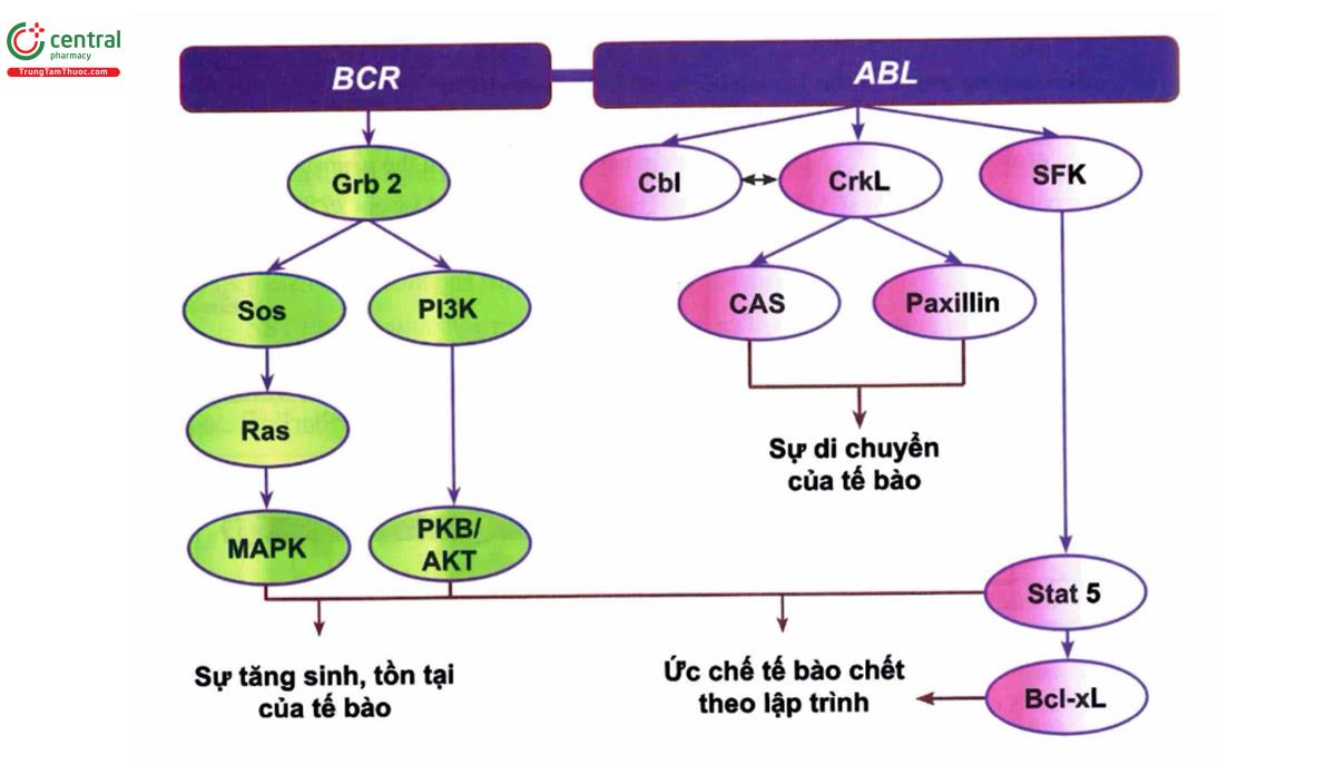 Hình 9.3. BCR/ABL hoạt hóa các con đường truyền tín hiệu trong tế bào