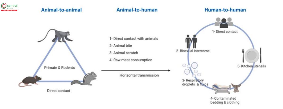 Hình 4. Đường lây truyền bệnh đậu mùa khỉ: có thể xảy ra các phương thức lây truyền: (1) động vật sang động vật; (2) động vật sang người; (3) người sang người [1], [4].