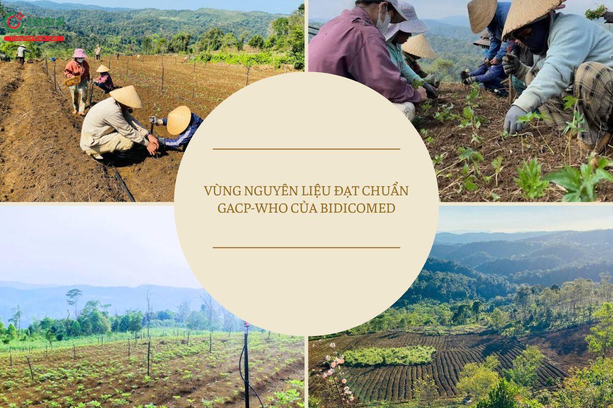 Bidicomed lựa chọn đầu tư nghiêm túc vào vùng trồng đạt tiêu chuẩn GACP-WHO