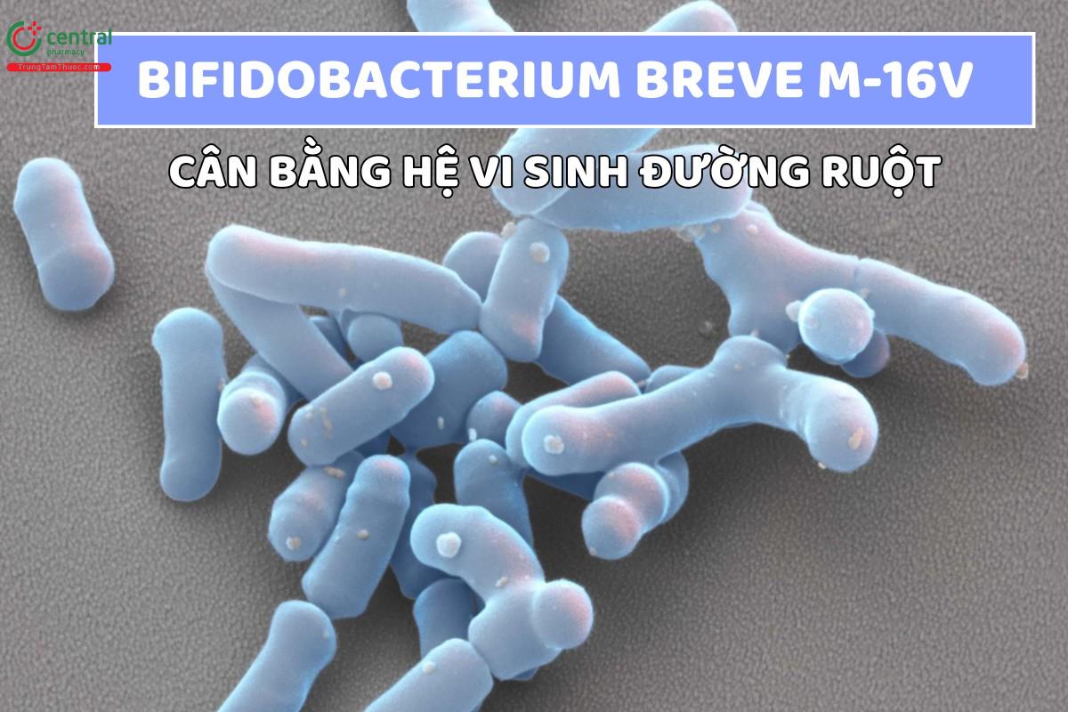 Bifidobacterium Breve M-16V - Lợi khuẩn cân bằng hệ vi sinh đường ruột