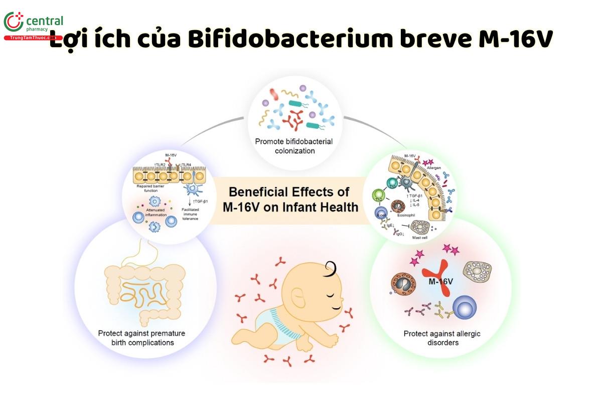 Lợi ích của Bifidobacterium breve M-16V