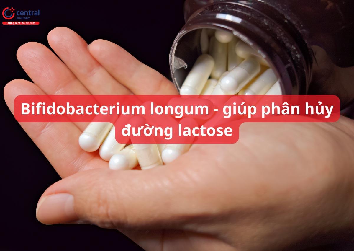 Bifidobacterium longum - giúp phân hủy đường lactose