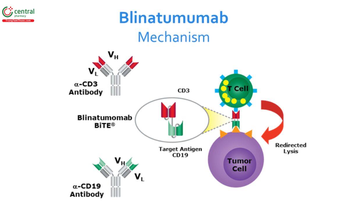 Cơ chế Blinatumomab