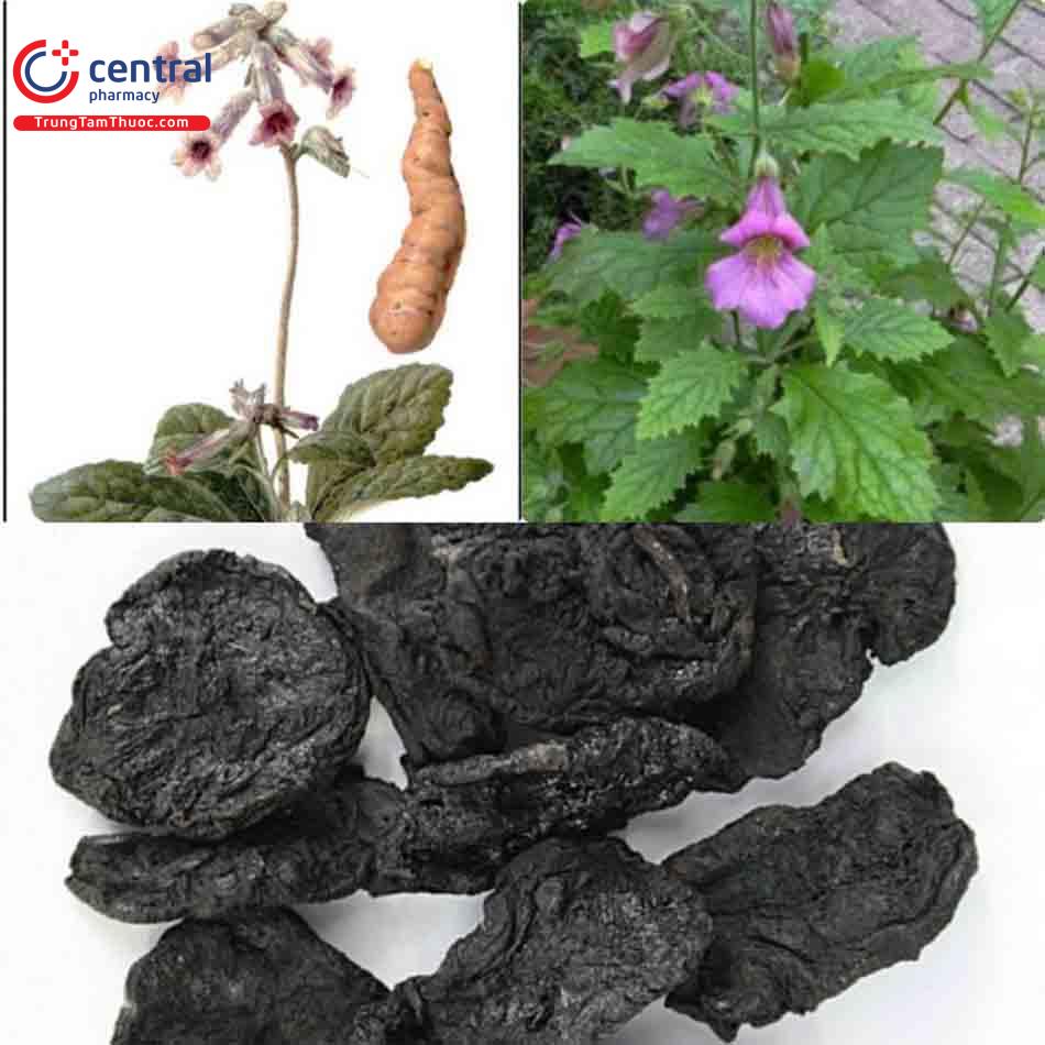 Hình ảnh vị thuốc thục địa