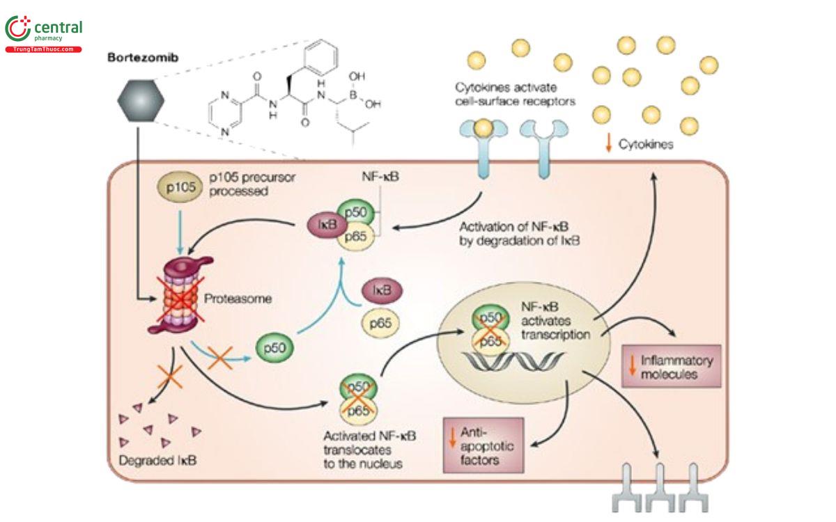 Cơ chế Bortezomid