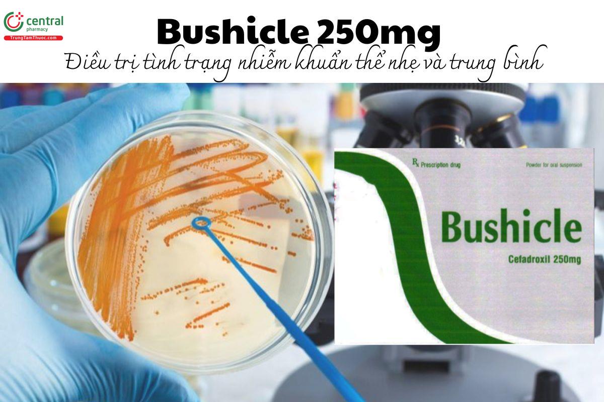 Thuốc Bushicle 250mg - Điều trị tình trạng nhiễm khuẩn thể nhẹ và trung bình
