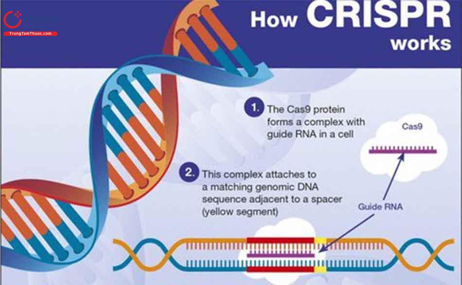 Kỹ thuật chỉnh sửa gen CRISPR