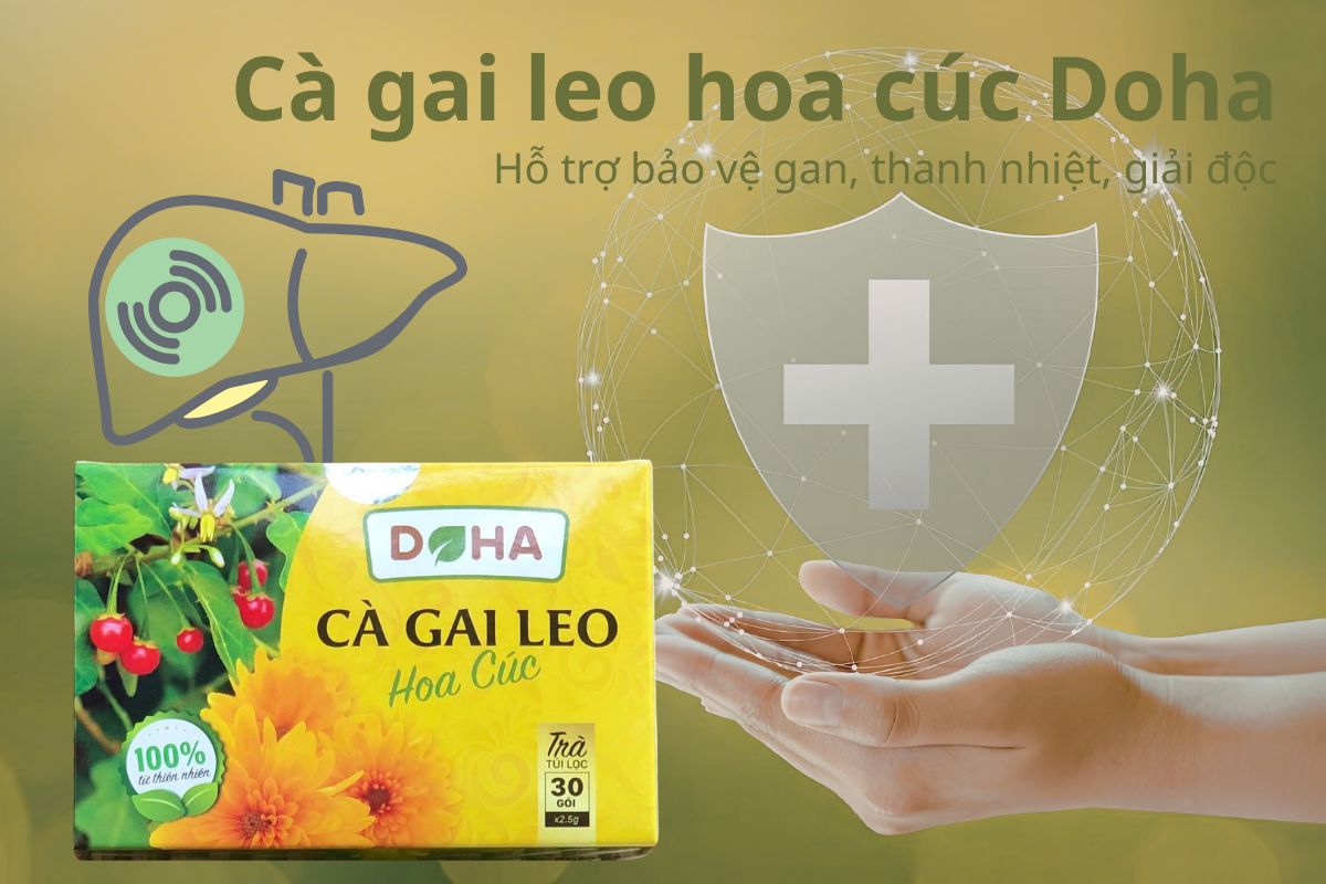 Cà gai leo hoa cúc Doha giúp bảo vệ gan, thanh nhiệt, giải độc