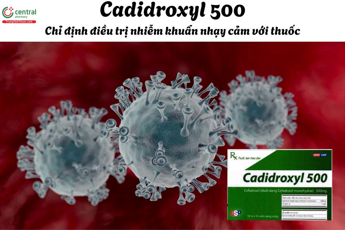 Thuốc Cadidroxyl 500 - Điều trị nhiễm khuẩn do vi khuẩn nhạy cảm