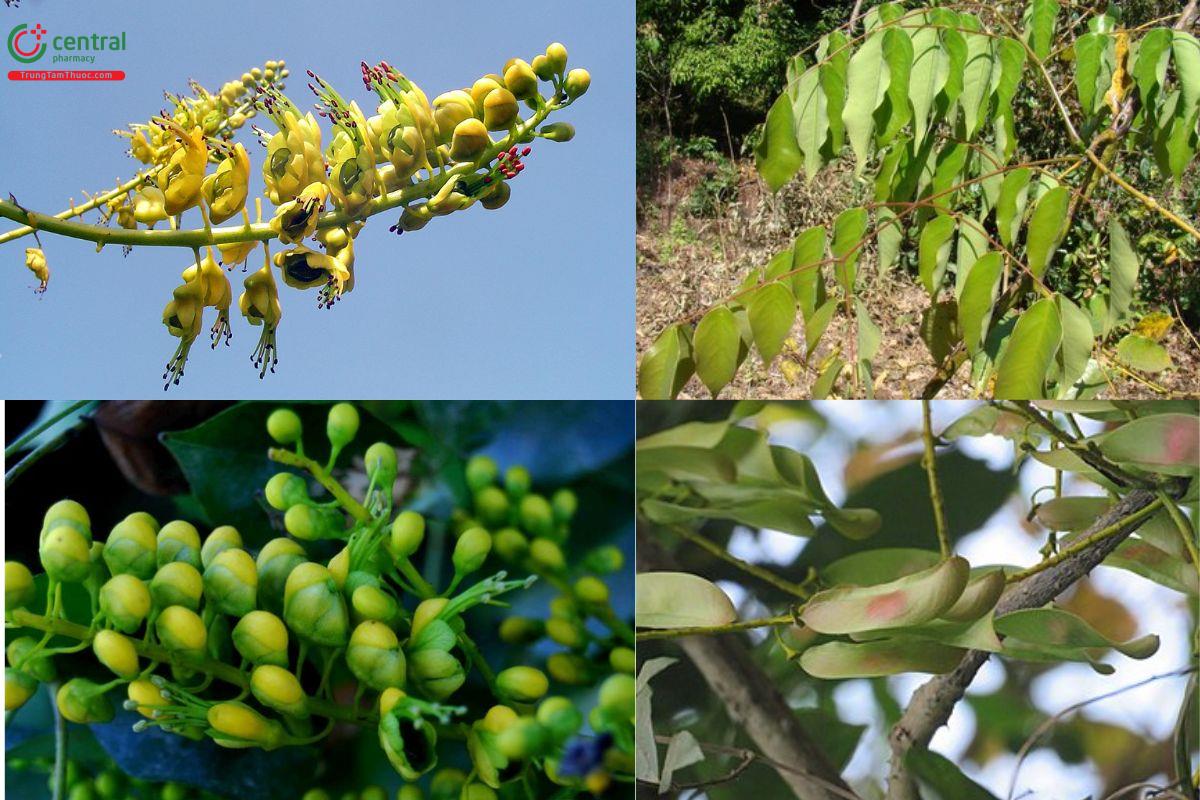 Caesalpinia cucullata