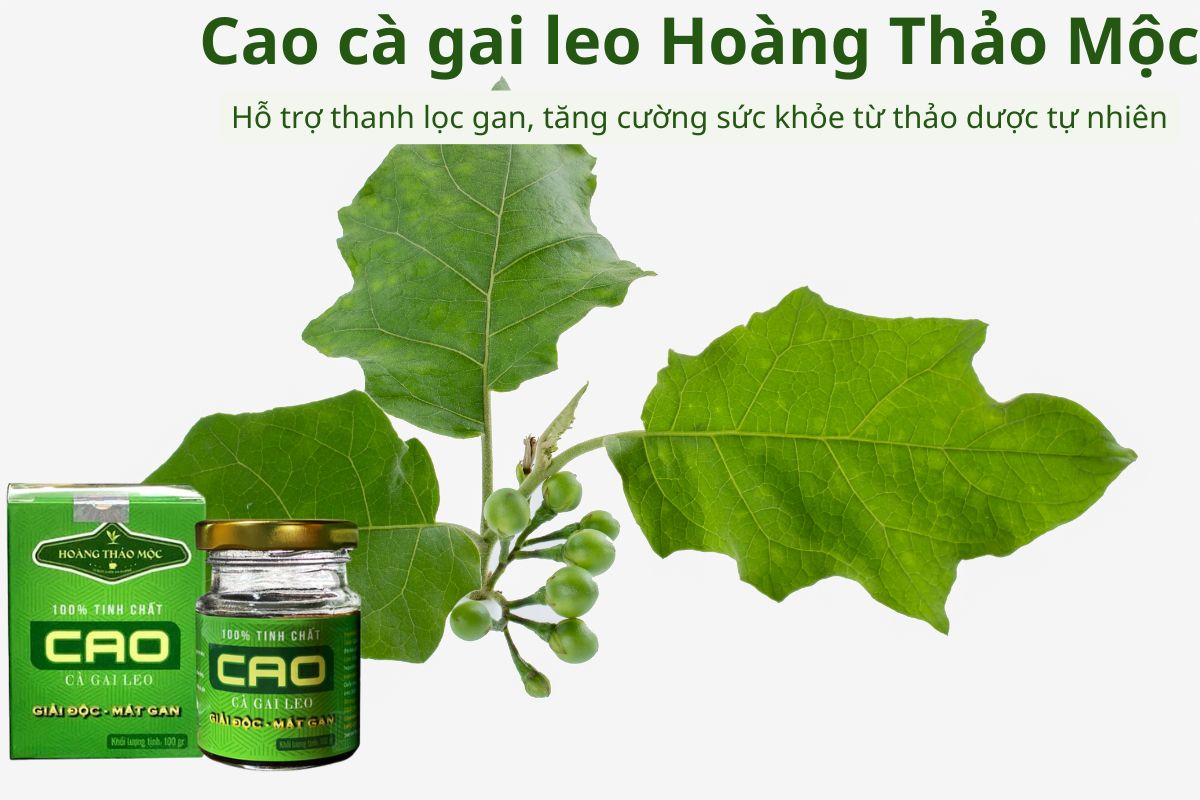 Cao cà gai leo Hoàng Thảo Mộc giúp thanh lọc gan, tăng cường sức khỏe