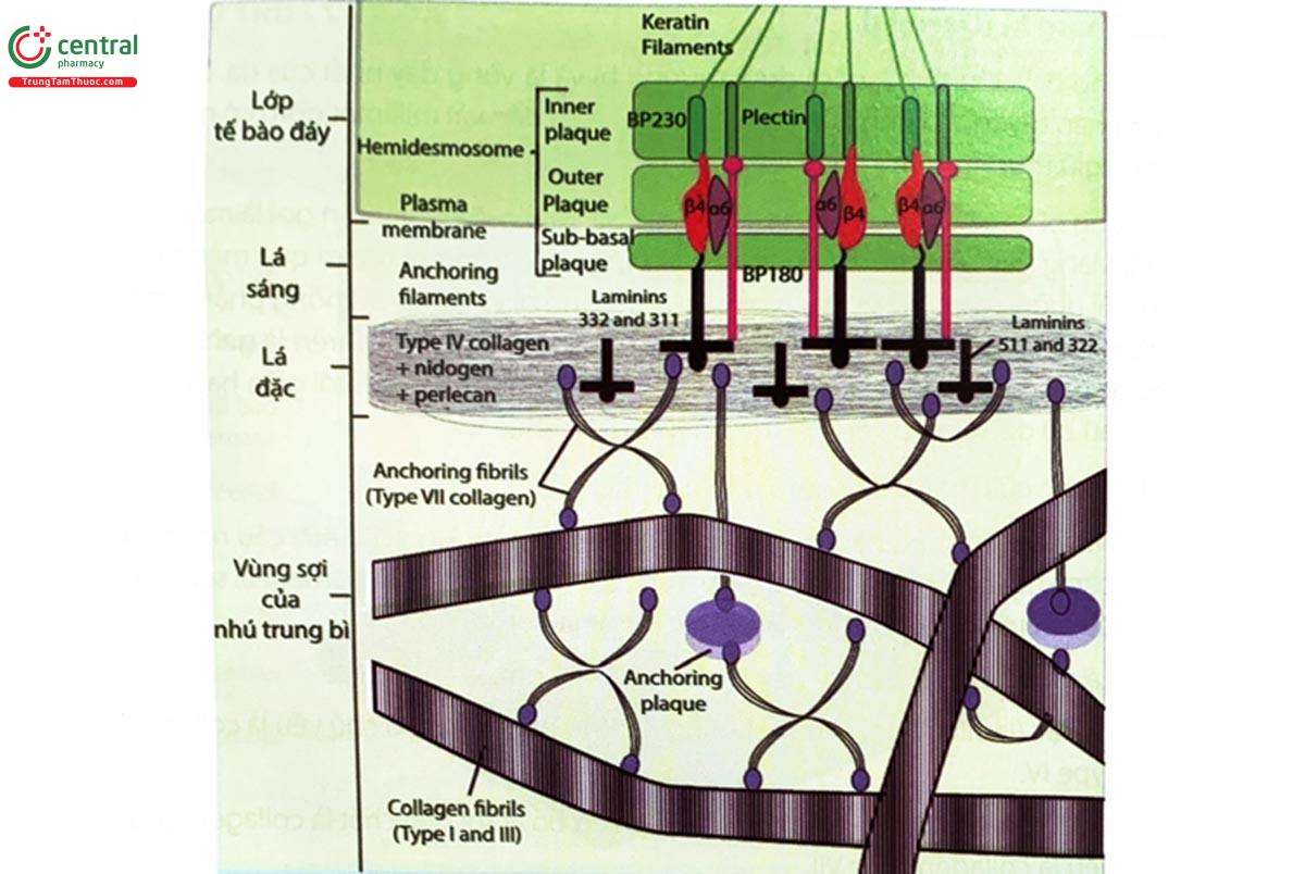 Hình 1.2. Sơ đồ cấu trúc của màng đáy