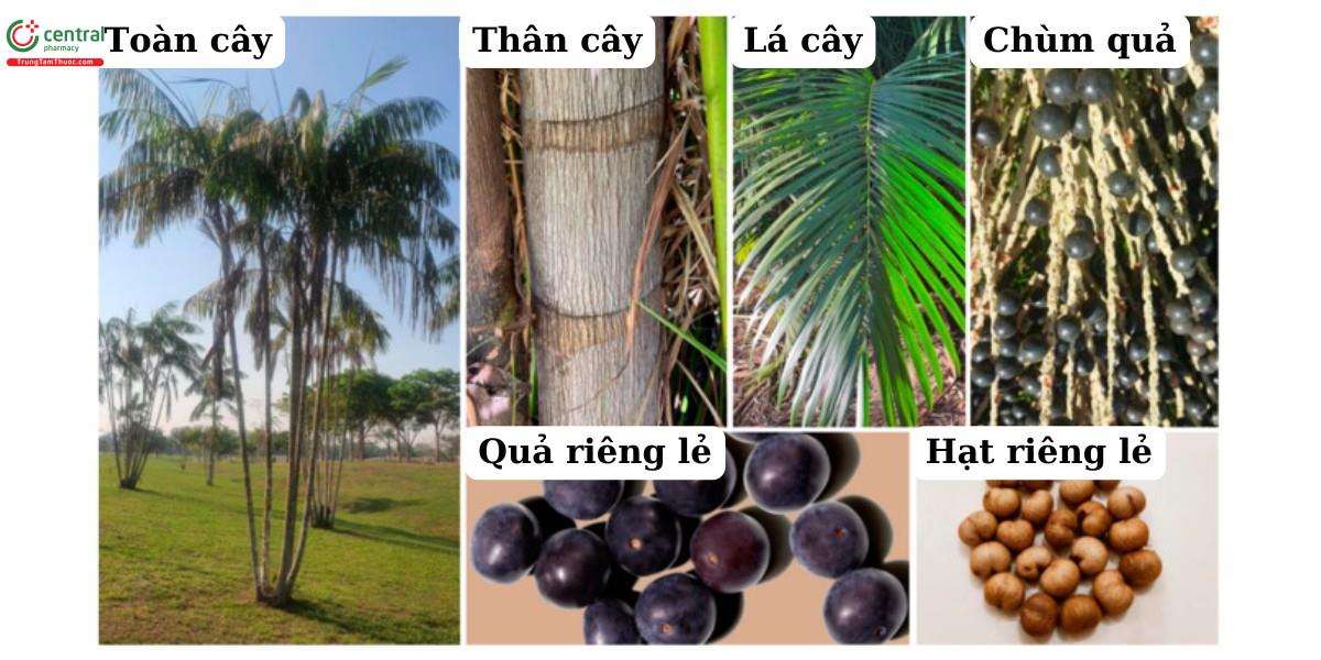 Cây Acai