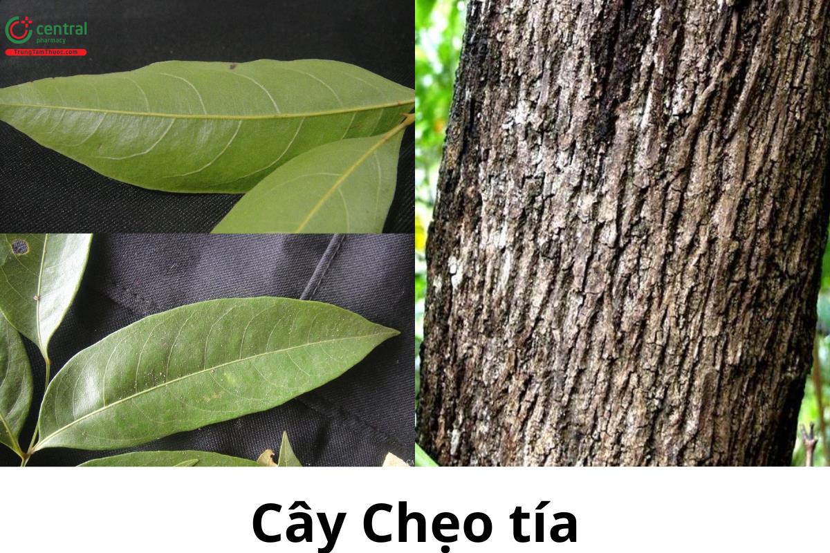 Cây Chẹo tía