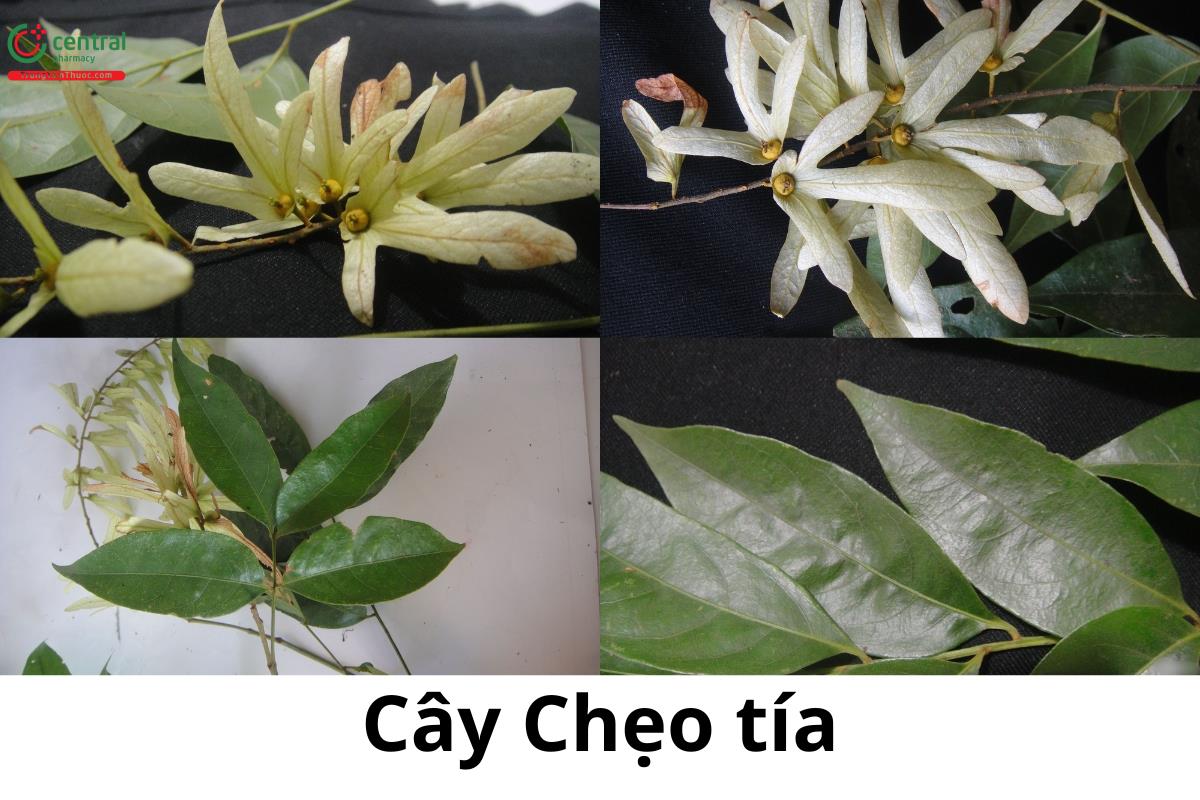 Cây Chẹo tía