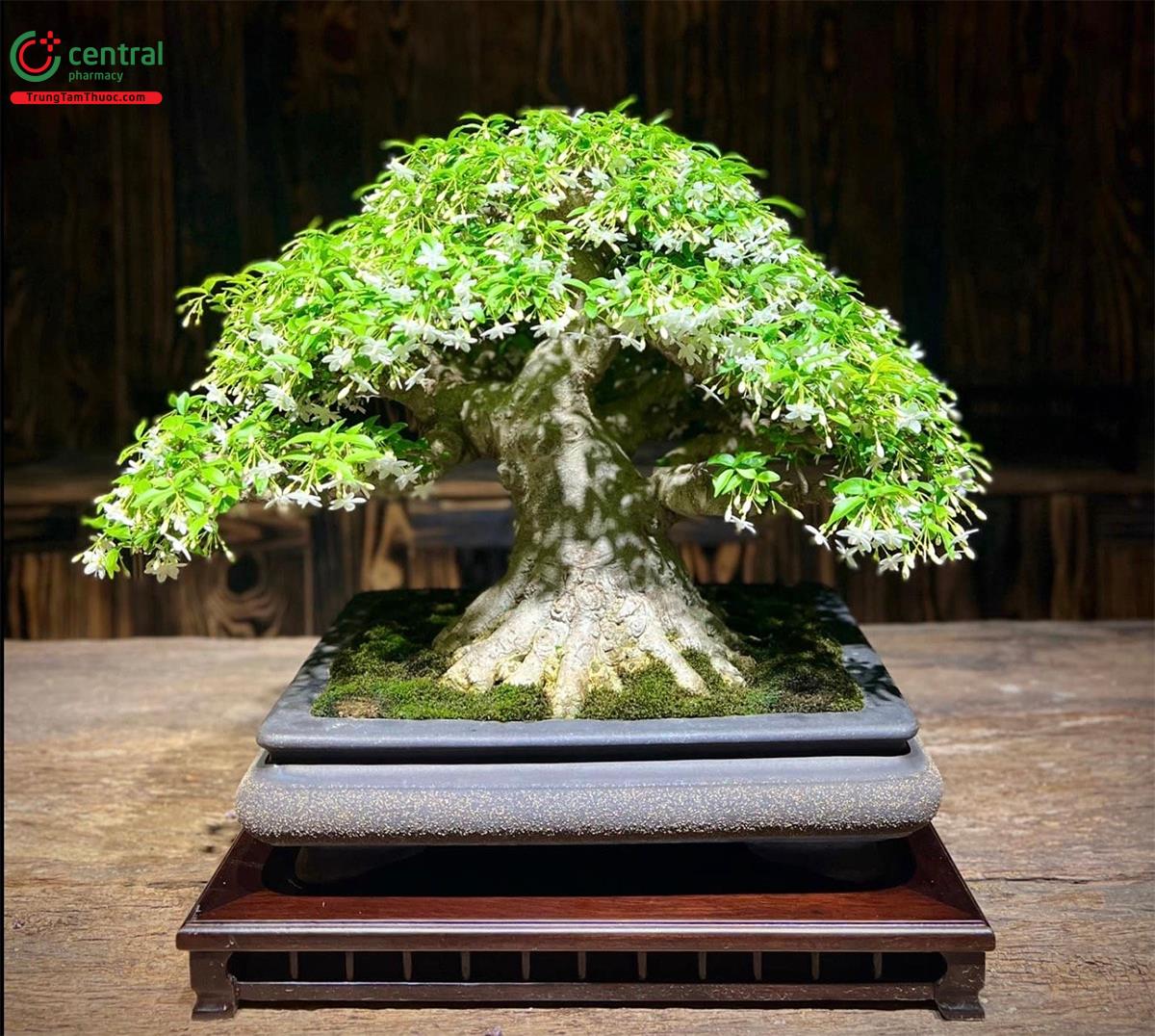 Hình ảnh cây Mai Chiếu Thủy Bonsai