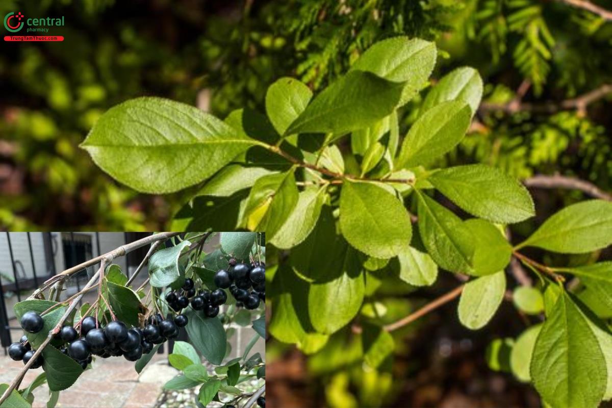 Chokeberry đen