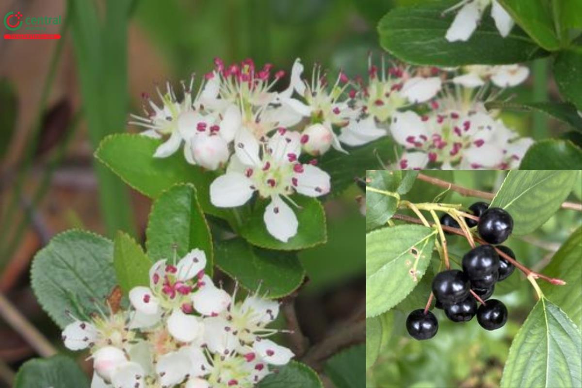 Chokeberry đen