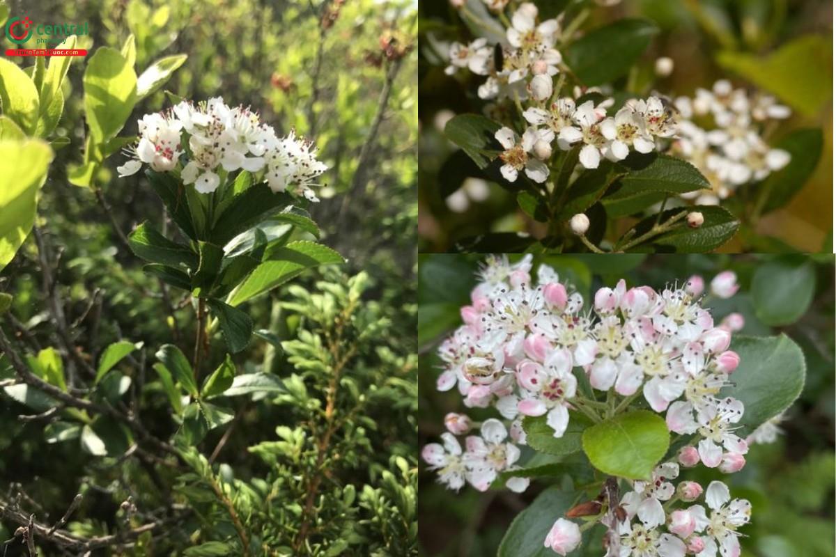 Chokeberry đen