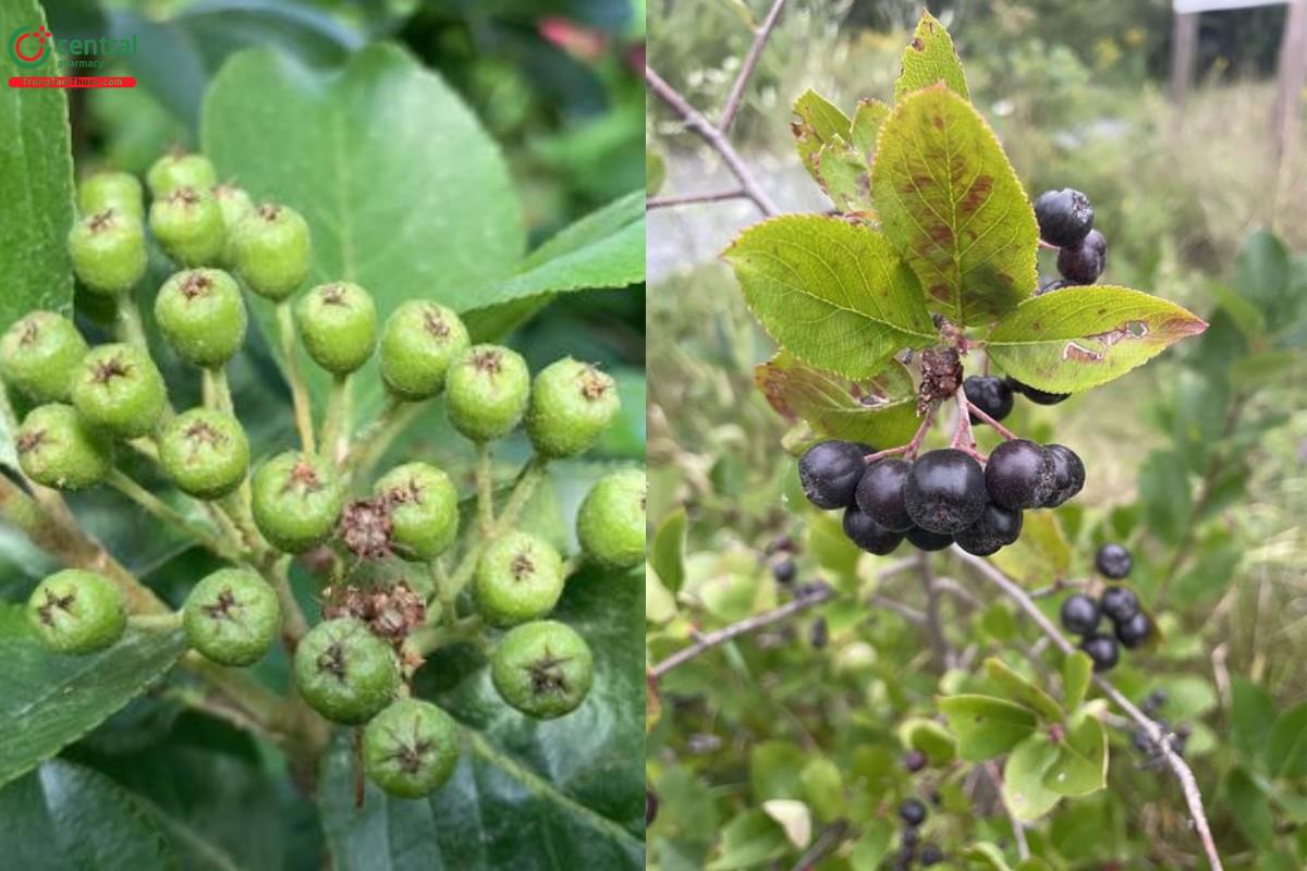 Chokeberry đen