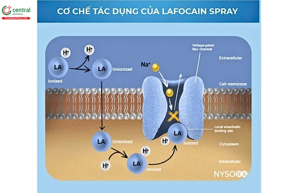 Cơ chế của Lafocain Spray